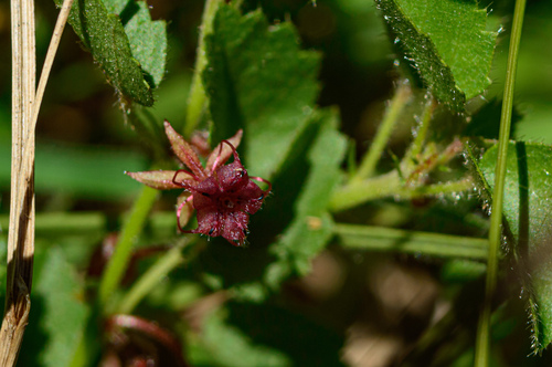 Ayenia mansfeldiana (Ayenia mansfeldiana)