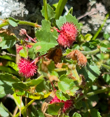 Ayenia mansfeldiana (Ayenia mansfeldiana)