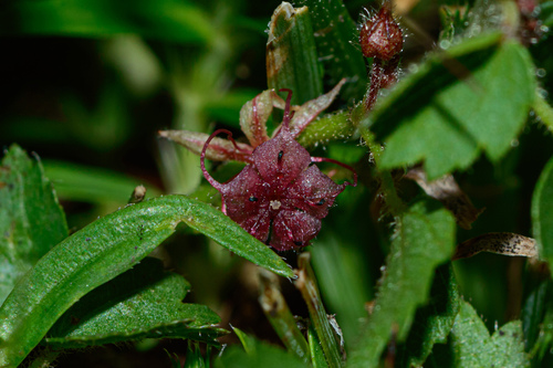 Ayenia mansfeldiana (Ayenia mansfeldiana)