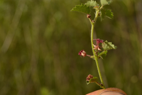 Ayenia mansfeldiana (Ayenia mansfeldiana)