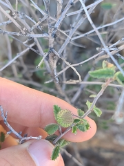 Dense ayenia (Ayenia microphylla)