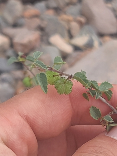 Dense ayenia (Ayenia microphylla)
