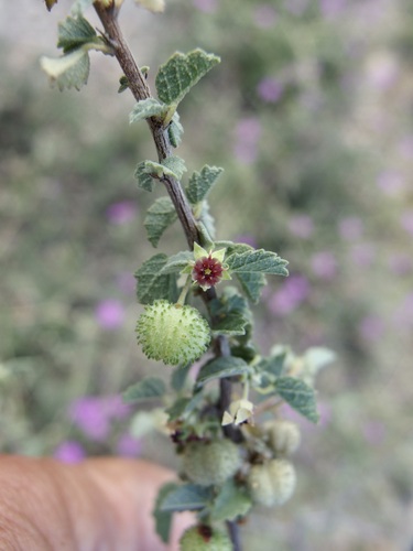 Dense ayenia (Ayenia microphylla)