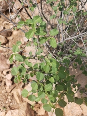 Dense ayenia (Ayenia microphylla)