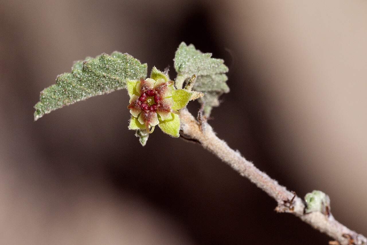Dense ayenia: Ayenia microphylla , southern foothills of the Caballo Mountains on the south side of Redhouse Mountain, 32.7549 -107.1323, Doña Ana County, New Mexico, 13 Apr