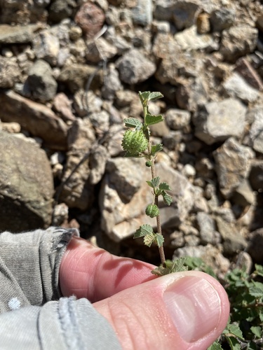 Dense ayenia (Ayenia microphylla)