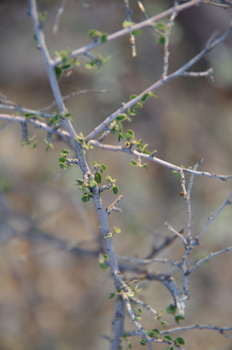 Dense ayenia (Ayenia microphylla)