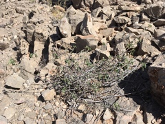 Dense ayenia (Ayenia microphylla)