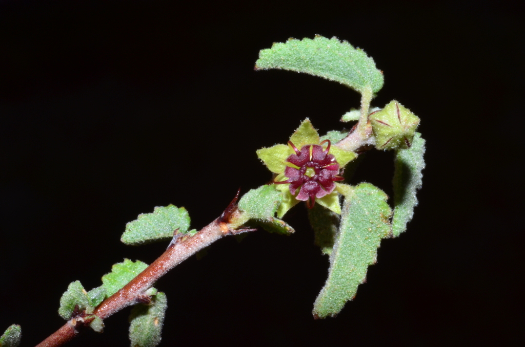 Dense ayenia (Ayenia microphylla)