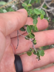 Dense ayenia (Ayenia microphylla)