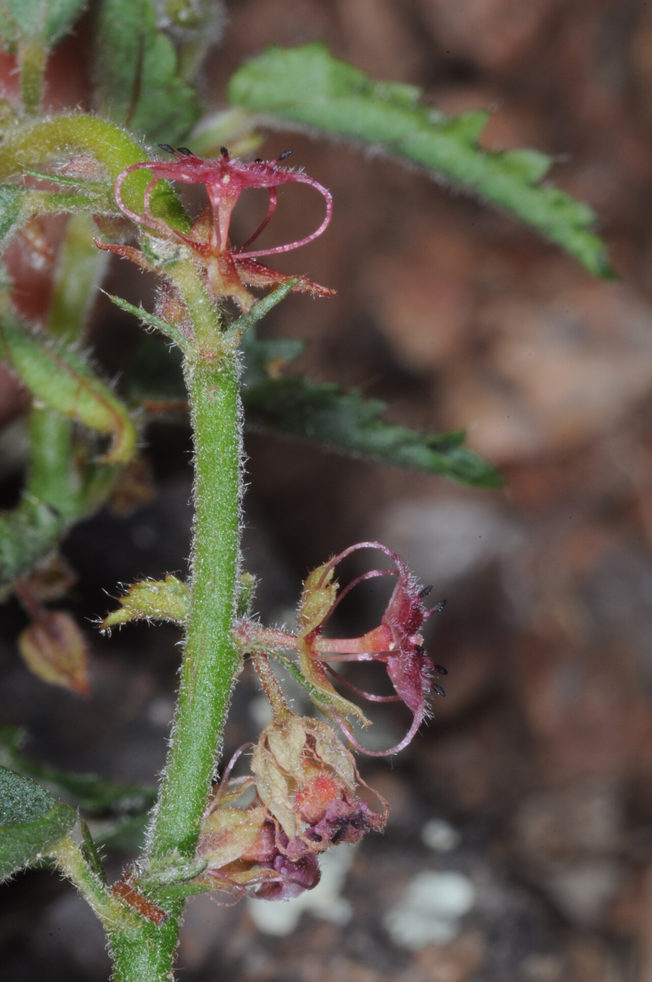 Ayenia odonellii: Ayenia odonellii, Gral Belgrano, La Rioja, Argentina, 2020-02-23 (iNaturalist).