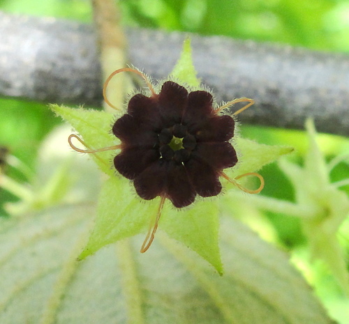 Ayenia ovata (Ayenia ovata)