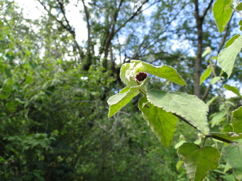 Ayenia ovata (Ayenia ovata)