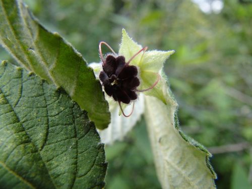 Ayenia ovata (Ayenia ovata)