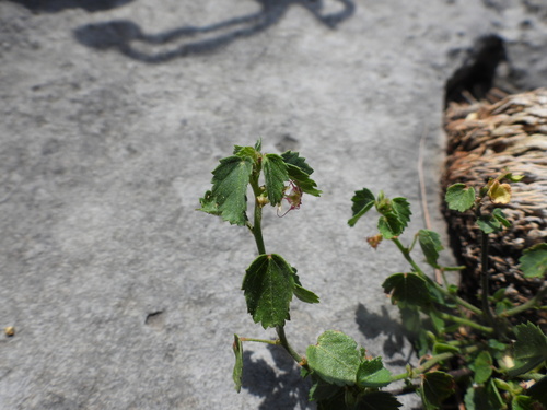 Hairy ayenia (Ayenia pilosa)