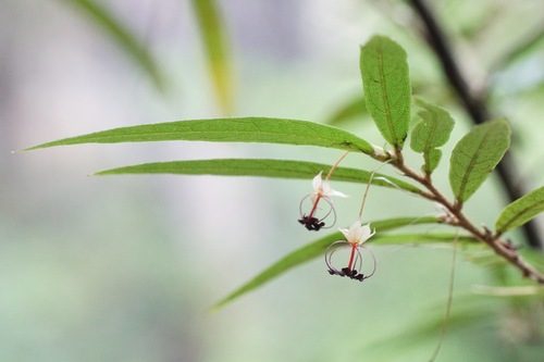 Ayenia saligna (Ayenia saligna)