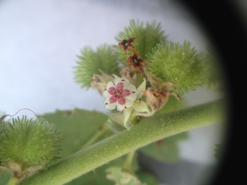 Ayenia tomentosa (Ayenia tomentosa)