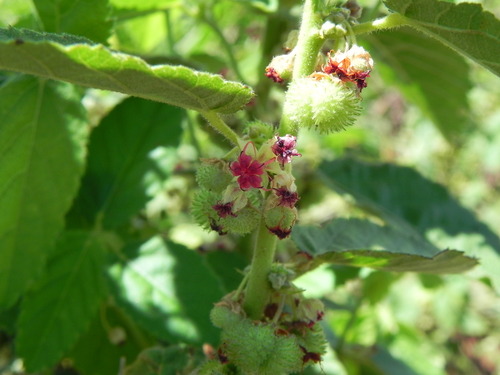 Ayenia tomentosa (Ayenia tomentosa)