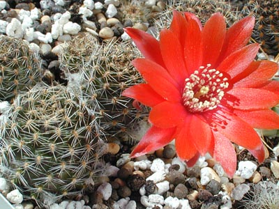 Aylostera albopectinata: Rebutia albopectinata