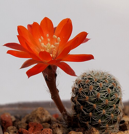 Aylostera albopectinata: Aylostera schatzliana