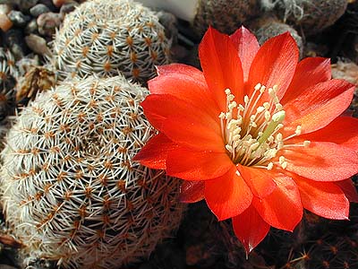 Aylostera albopectinata: Rebutia albopectinata