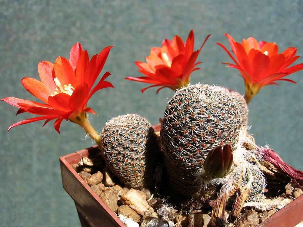 Aylostera albopectinata: Rebutia albopectinata Rausch - cultivated plant from own collection.