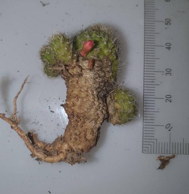 Aylostera albopectinata: Detalle de la raiz