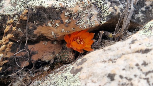 Aylostera einsteinii (Aylostera einsteinii)