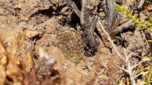 Aylostera einsteinii (Aylostera einsteinii)