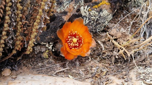 Aylostera einsteinii (Aylostera einsteinii)