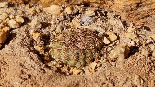 Aylostera einsteinii (Aylostera einsteinii)