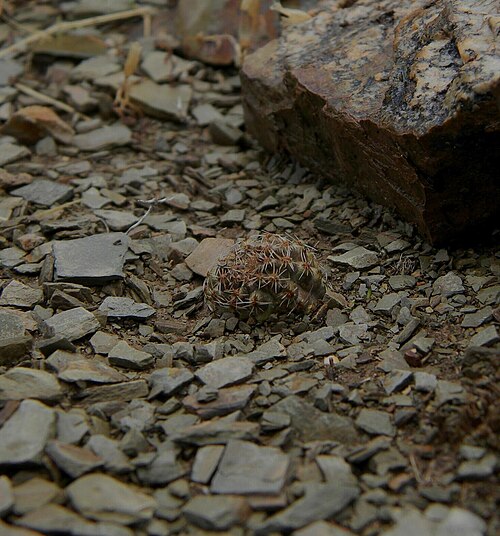 Aylostera einsteinii: Aylostera einsteinii in Argentina