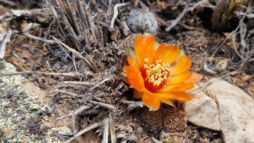 Aylostera einsteinii (Aylostera einsteinii)