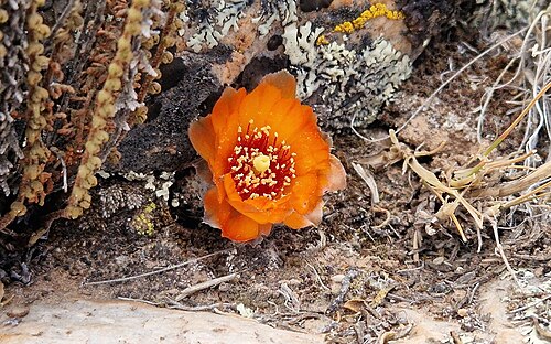 Aylostera einsteinii: Aylostera einsteinii in Argentina