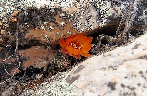 Aylostera einsteinii: Aylostera einsteinii in Argentina
