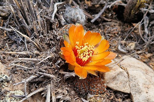 Aylostera einsteinii: Aylostera einsteinii in Argentina