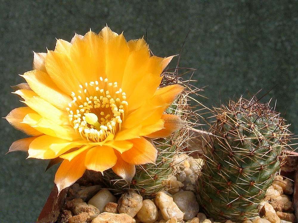 Aylostera einsteinii: Rebutia einsteinii Frič - cultivated plant (seed marked LF55A) from own collection.