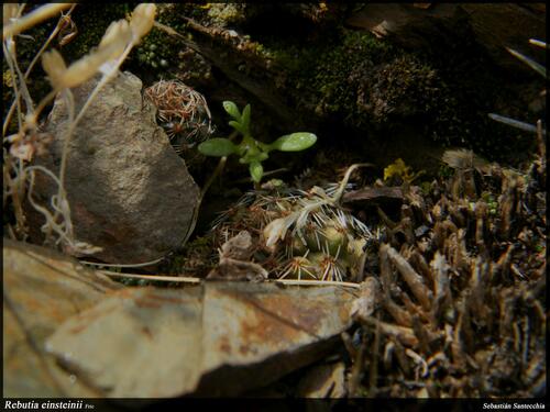 Aylostera einsteinii (Aylostera einsteinii)