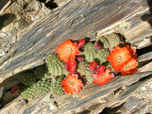 Aylostera pygmaea (Aylostera pygmaea)