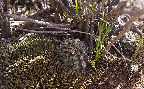 Aylostera pygmaea: Aylostera pygmaea in Argentina