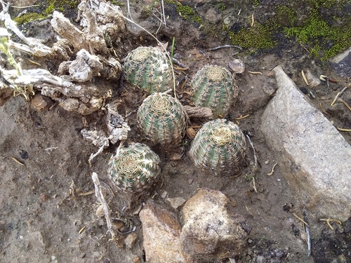 Aylostera pygmaea (Aylostera pygmaea)