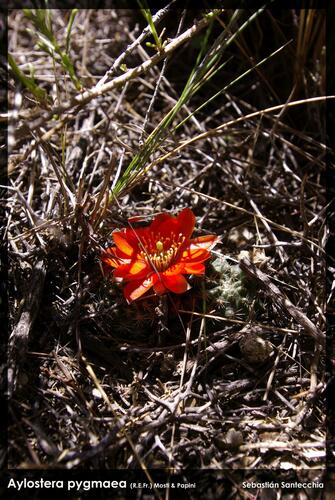 Aylostera pygmaea (Aylostera pygmaea)