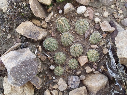 Aylostera pygmaea (Aylostera pygmaea)