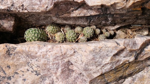 Aylostera pygmaea (Aylostera pygmaea)