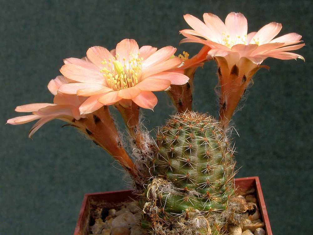Aylostera pygmaea: Rebutia pygmaea (Fries) Br. & R. - cultivated plant from own collection.