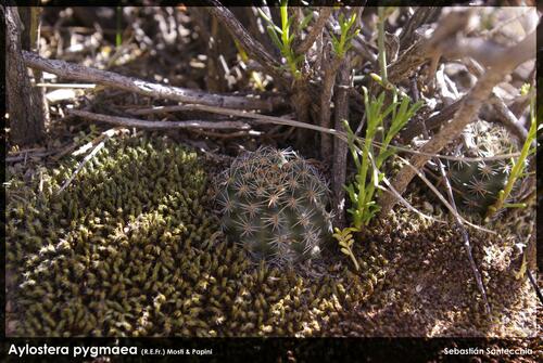 Aylostera pygmaea (Aylostera pygmaea)