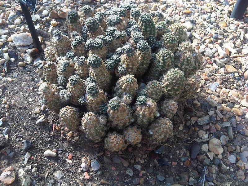 Aylostera pygmaea: Rebutia pygmaea in Kew Gardens, England.