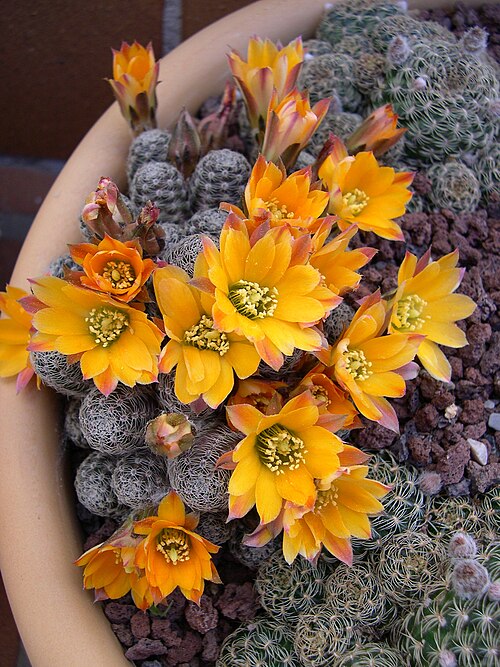 Aylostera pygmaea: Aylostera diersiana or Rebutia diersiana depending on botanical view, Sometimes merged with Atlostera (Rebutia) pygmaea .