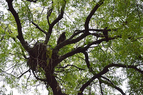 Neem: Photographed at Sibpur, Howrah.