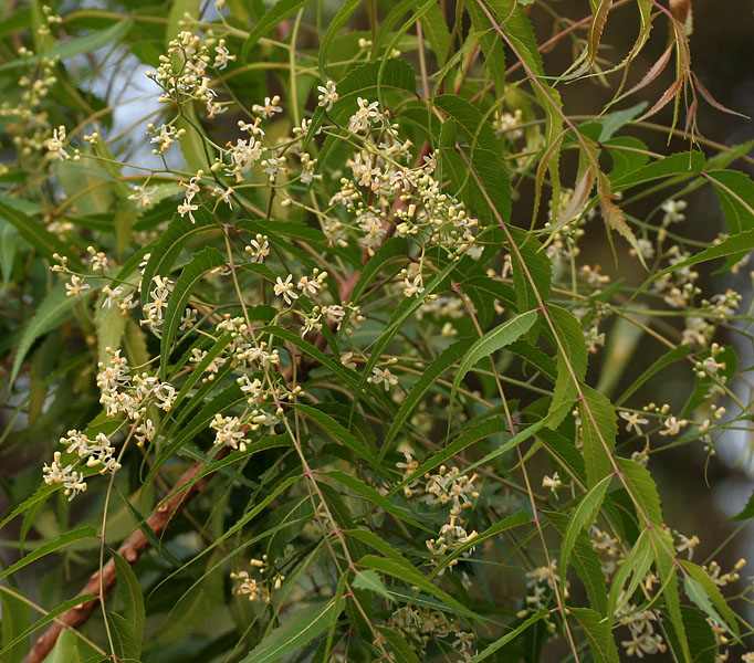 Neem: Neem, Margosa, Neeb, Nimtree, Nimba, Vepu, Vempu, Vepa, Bevu, Veppam, Aarya Veppu or Indian-lilac Azadirachta indica in Hyderabad , India .